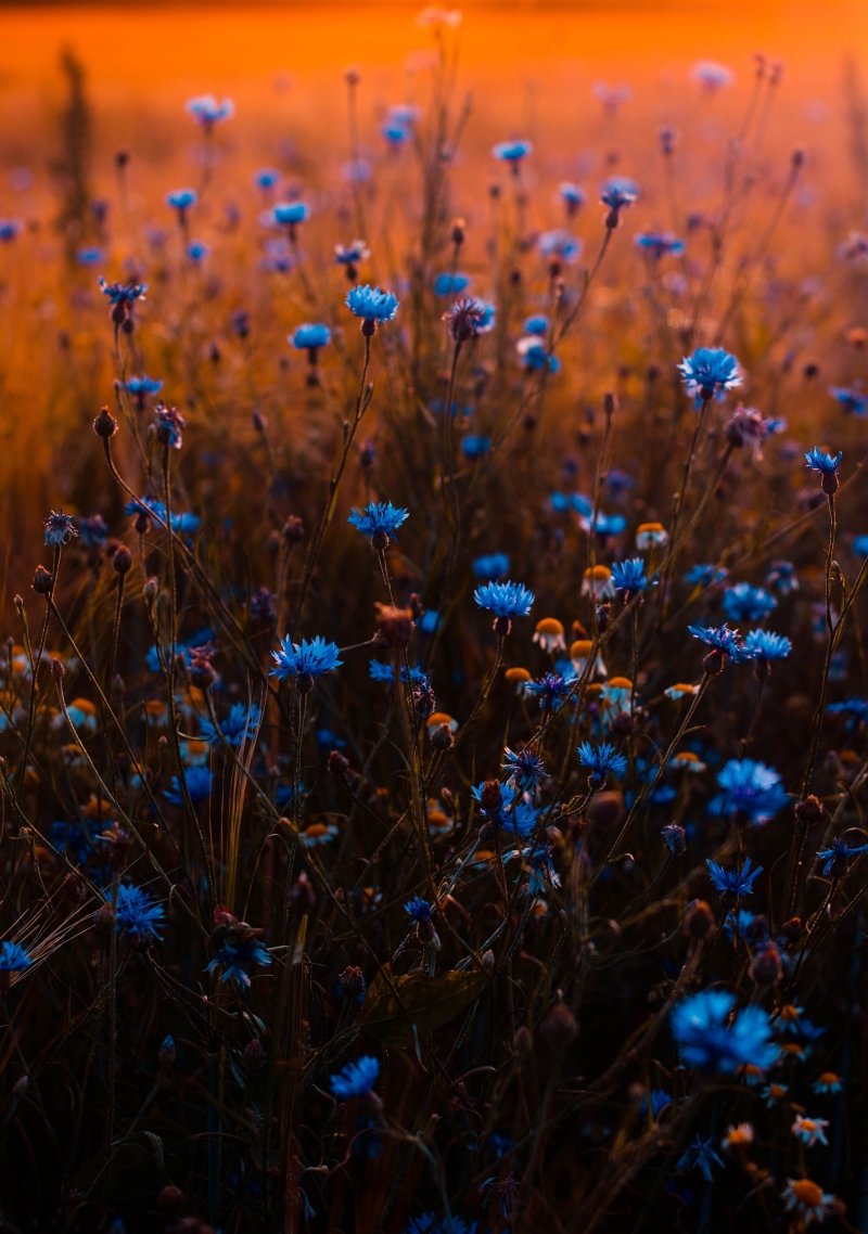 Photo by Irina Iriser - Pexels